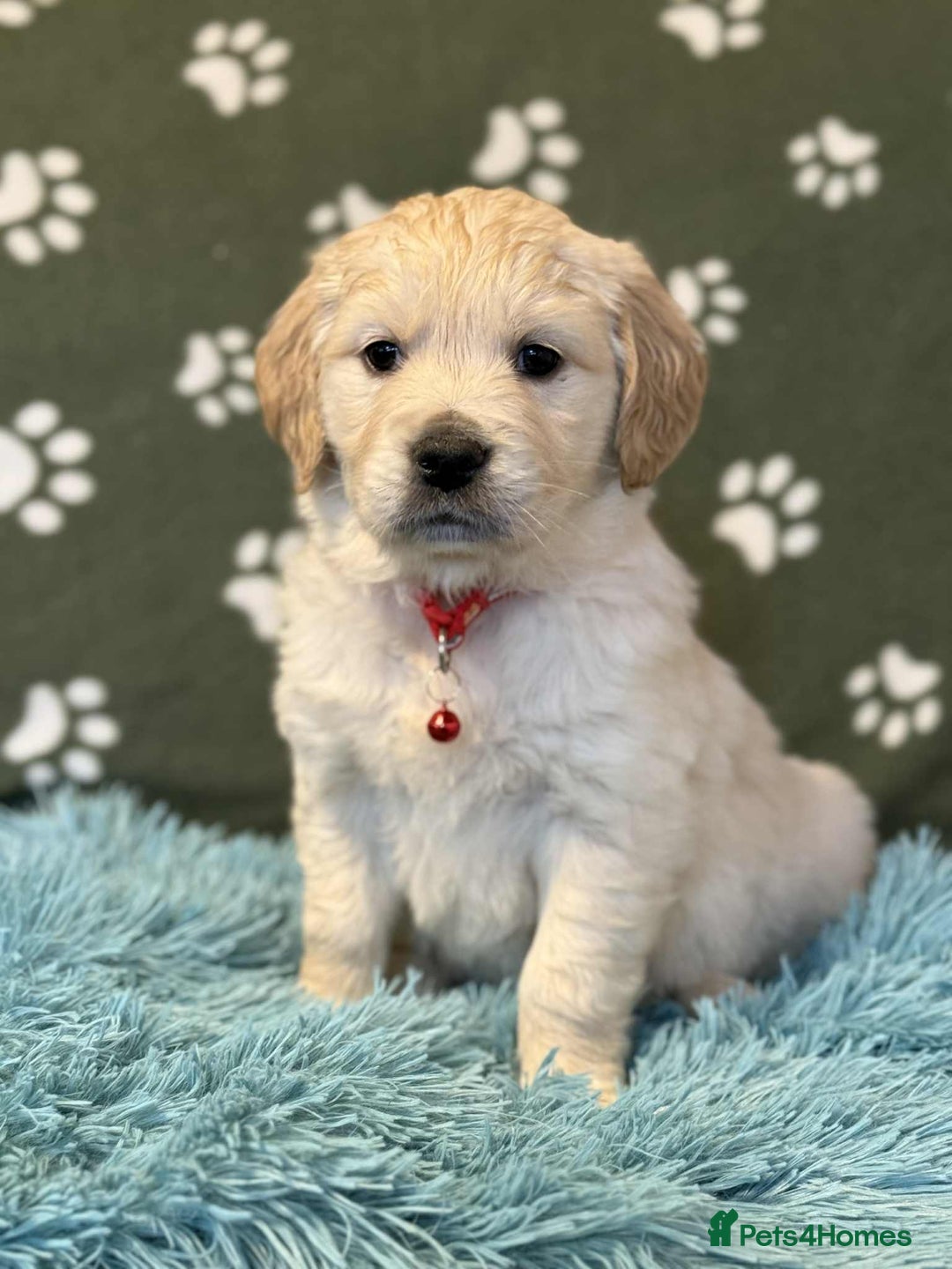 Golden Retriever dogs for sale: Stunning health tested Golden Retriever Puppies  - Advert 2