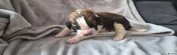 Saint Bernard dogs for sale: Baby bears - Advert 4