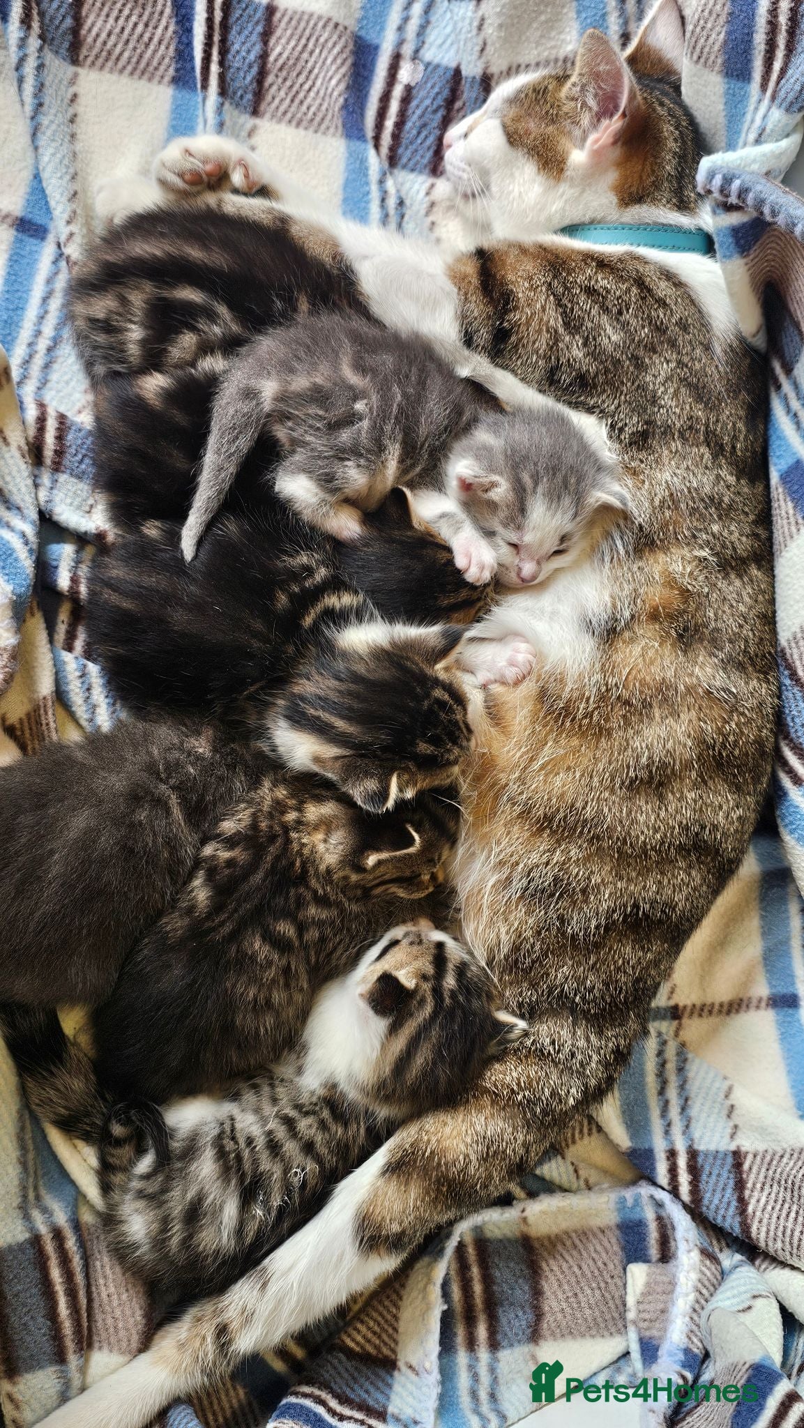 Mixed Breed cats Gorgeous Kittens for Sale - Advert 1