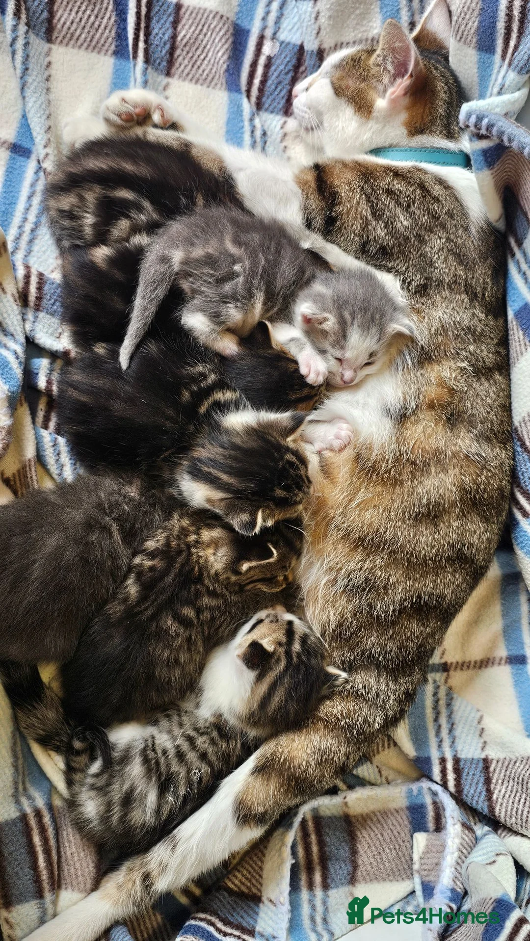 Mixed Breed cats for sale: Gorgeous Kittens for Sale - Advert 1