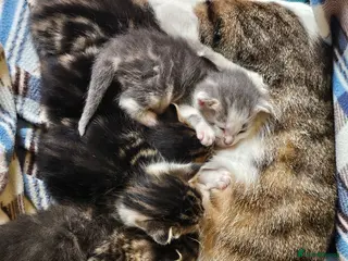 Mixed Breed cats Gorgeous Kittens for Sale - Ready 23rd Sept - Advert 3