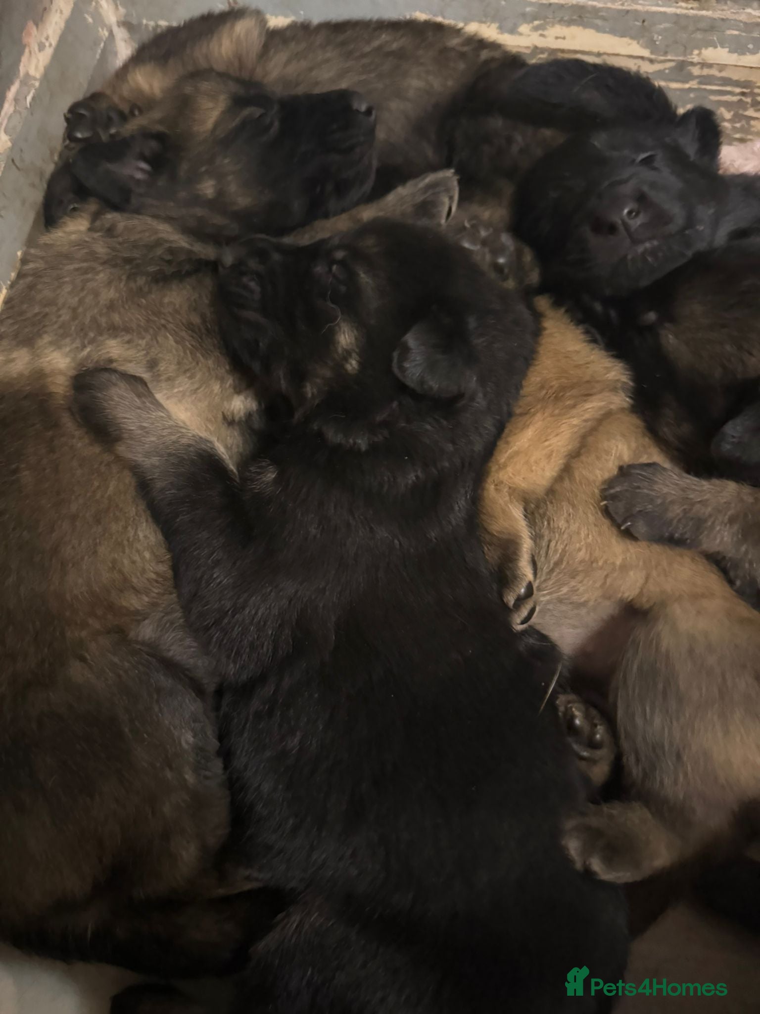 German Shepherd dogs Stunning German shepherd babies  - Advert 1