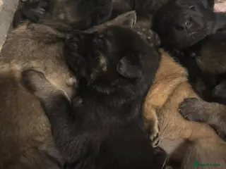 German Shepherd dogs Stunning German shepherd babies - Advert 1