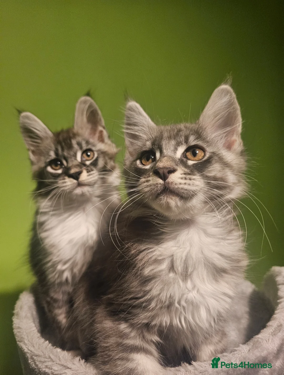 Maine Coon cats for sale: Champion bloodline maine coon kittens TICA - Advert 7