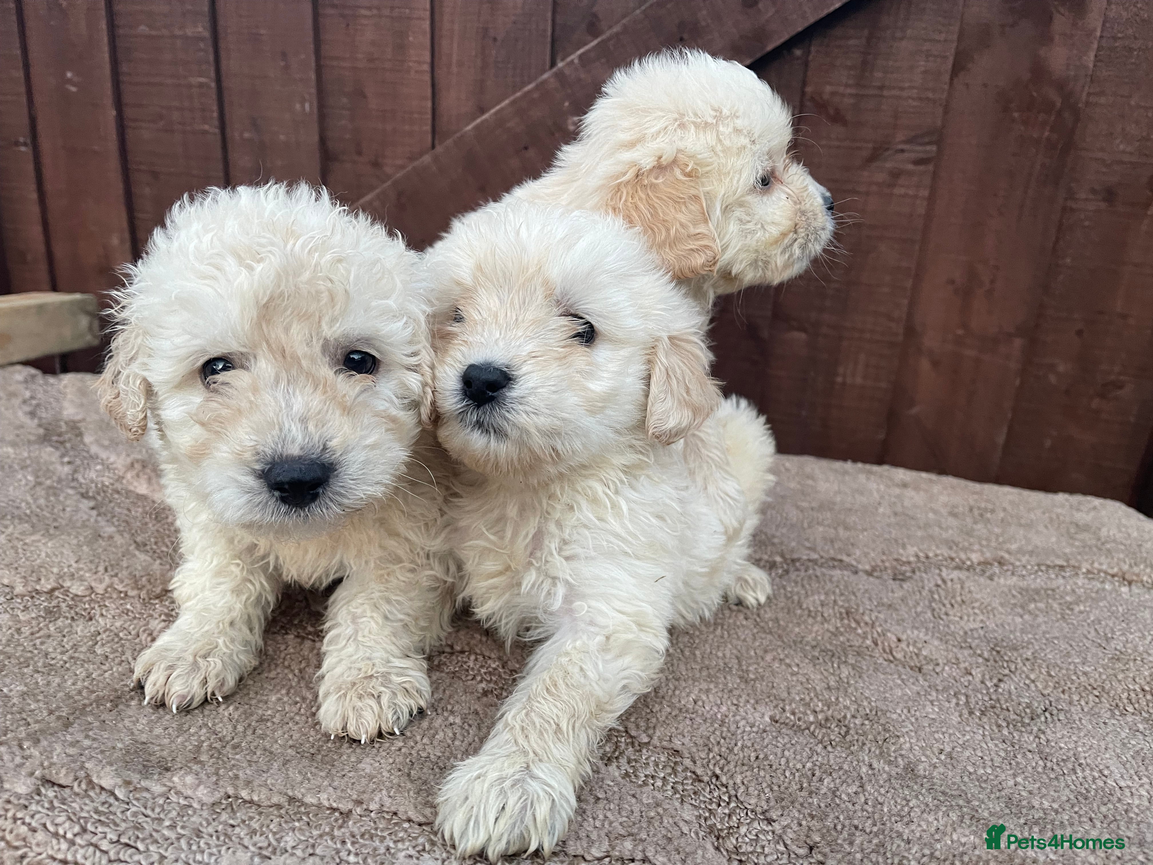 Goldendoodle dogs 4 beautiful puppies ready for their new homes!!!!! - Advert 1