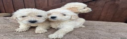 Goldendoodle dogs for sale: 4 beautiful puppies ready for their new homes!!!!! - Advert 1
