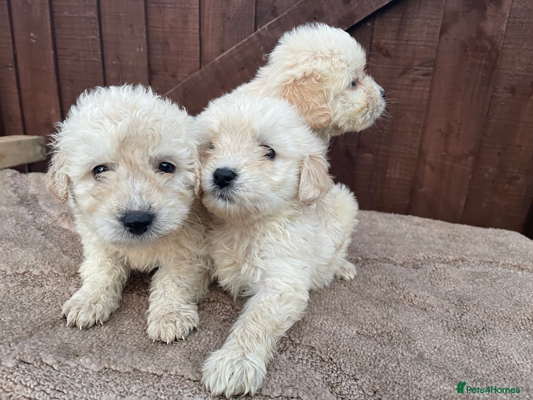 Goldendoodle dogs for sale: 4 beautiful puppies ready for their new homes!!!!! - Advert 1