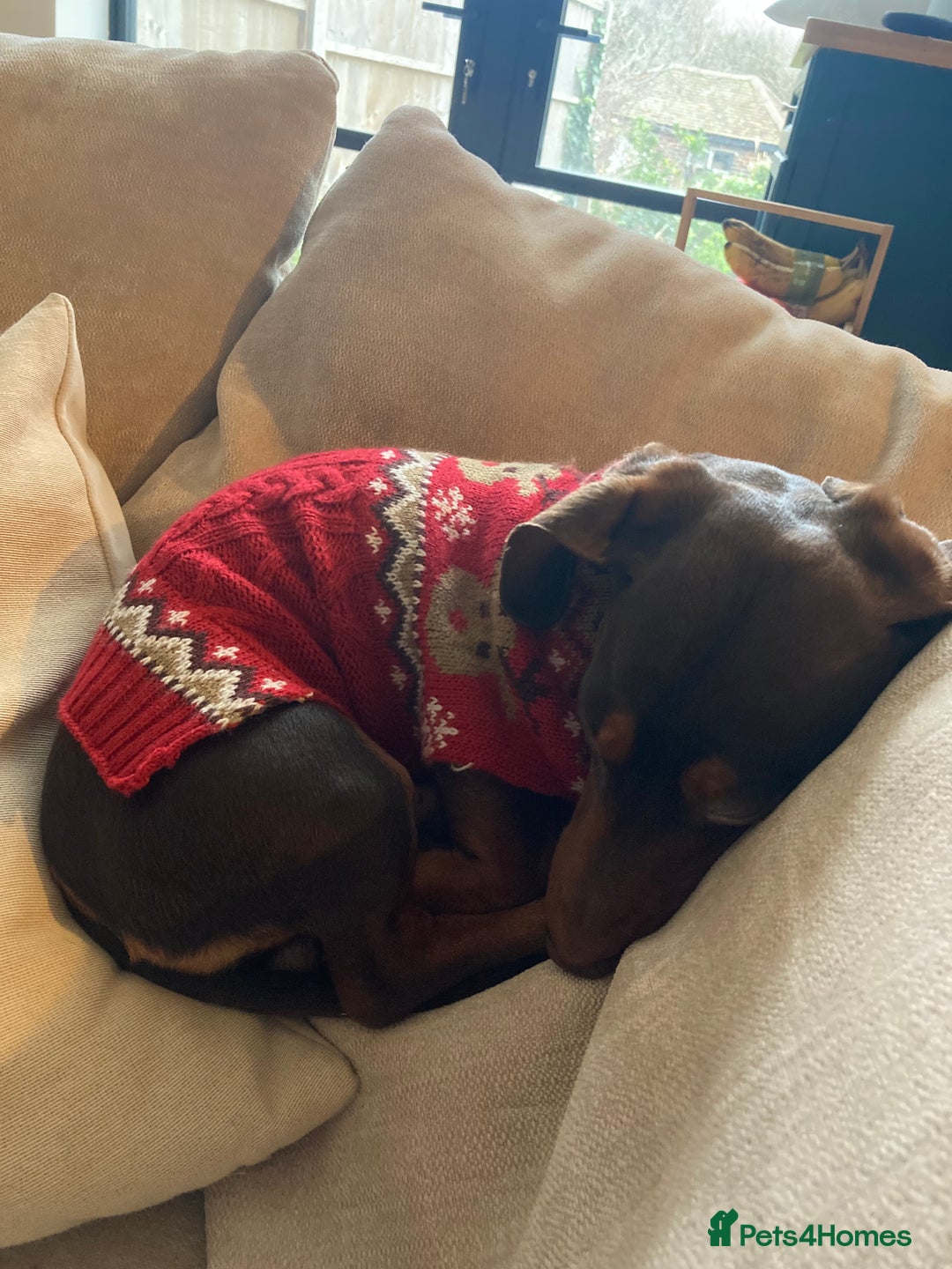 Miniature Dachshund dogs for stud: Miniature Dachshund for stud - Advert 8