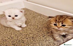 Persian cats for sale: Pure chinchilla Persian  - Image 2