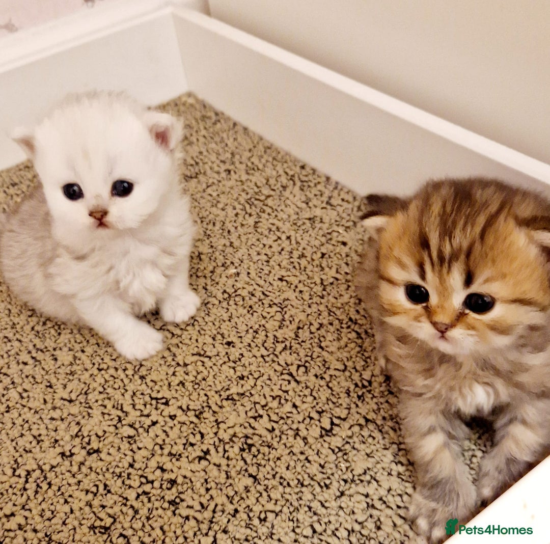 Persian cats for sale: Pure chinchilla Persian  - Image 2