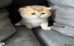 British Longhair cats for sale: ✨ Three adorable British Short/longhair kittens  - Image 5