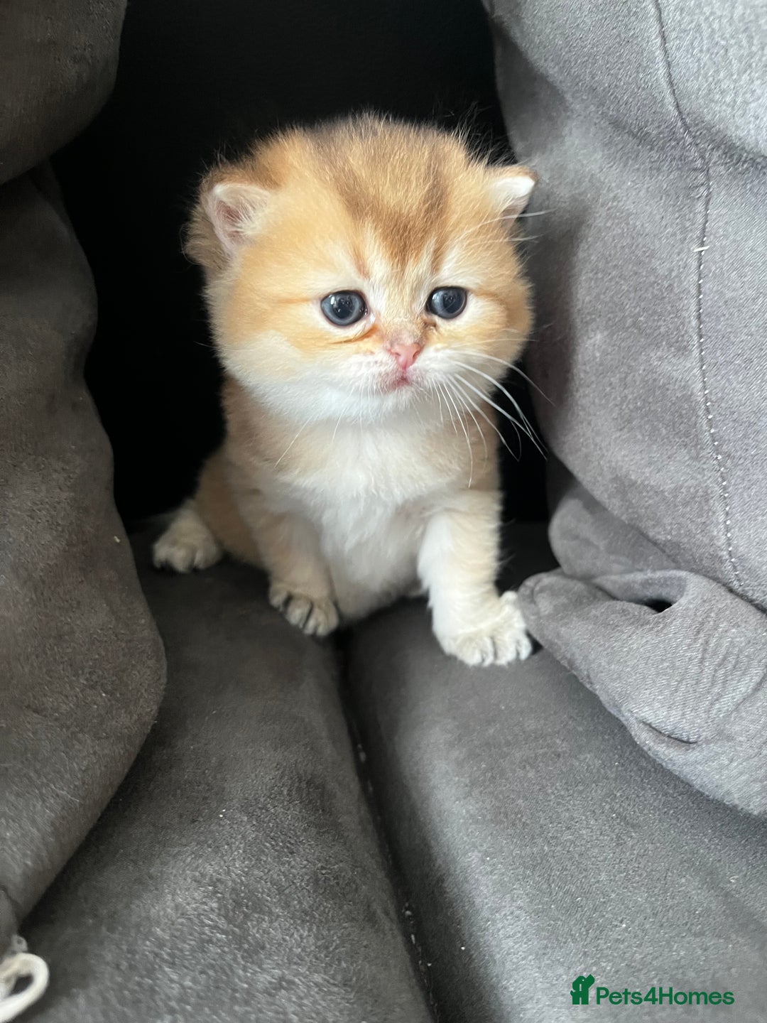 British Longhair cats for sale: ✨ Three adorable British Short/longhair kittens  - Image 5