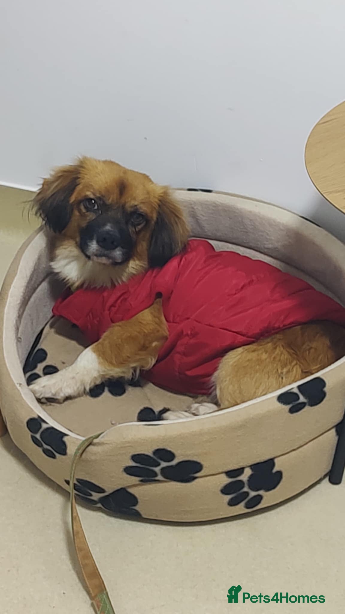 Mixed Breed dogs 🐾 Meet Crunchie 🐾 - Advert 2