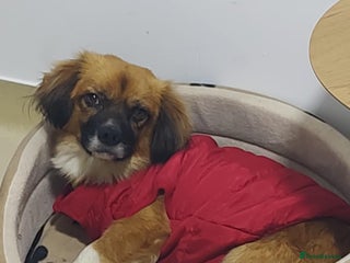 Mixed Breed dogs 🐾 Meet Crunchie 🐾 - Advert 1