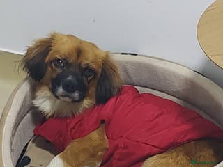 Mixed Breed dogs 🐾 Meet Crunchie 🐾 - Advert 4