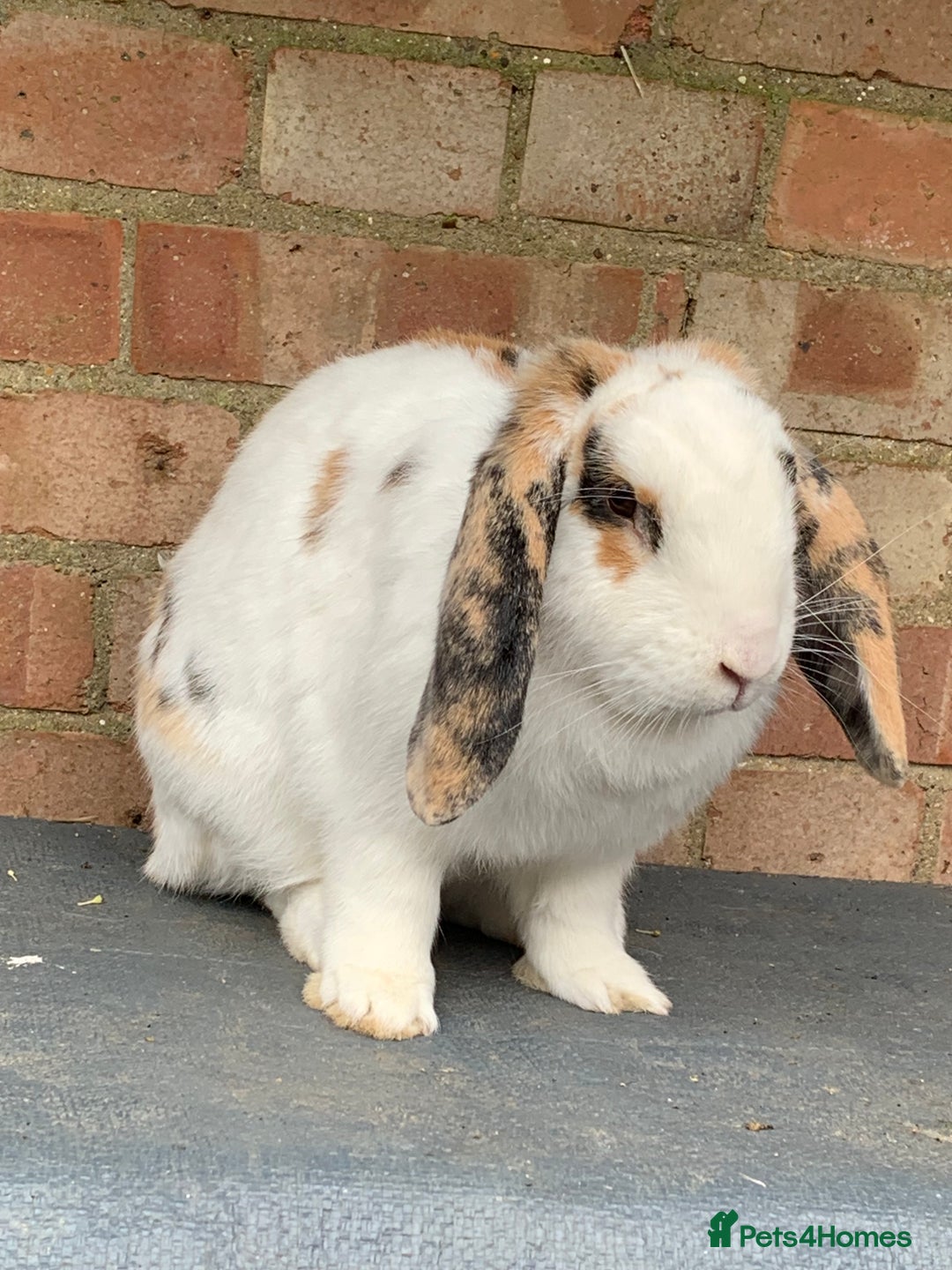French Lop rabbits for sale: Female rabbit for sale - Image 12