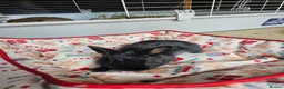 Netherland Dwarf rabbits for sale: Baby bunny - Advert 11