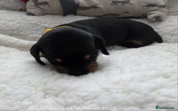 Miniature Dachshund dogs for sale: Shorthaired Minature Daschunds  - Image 26