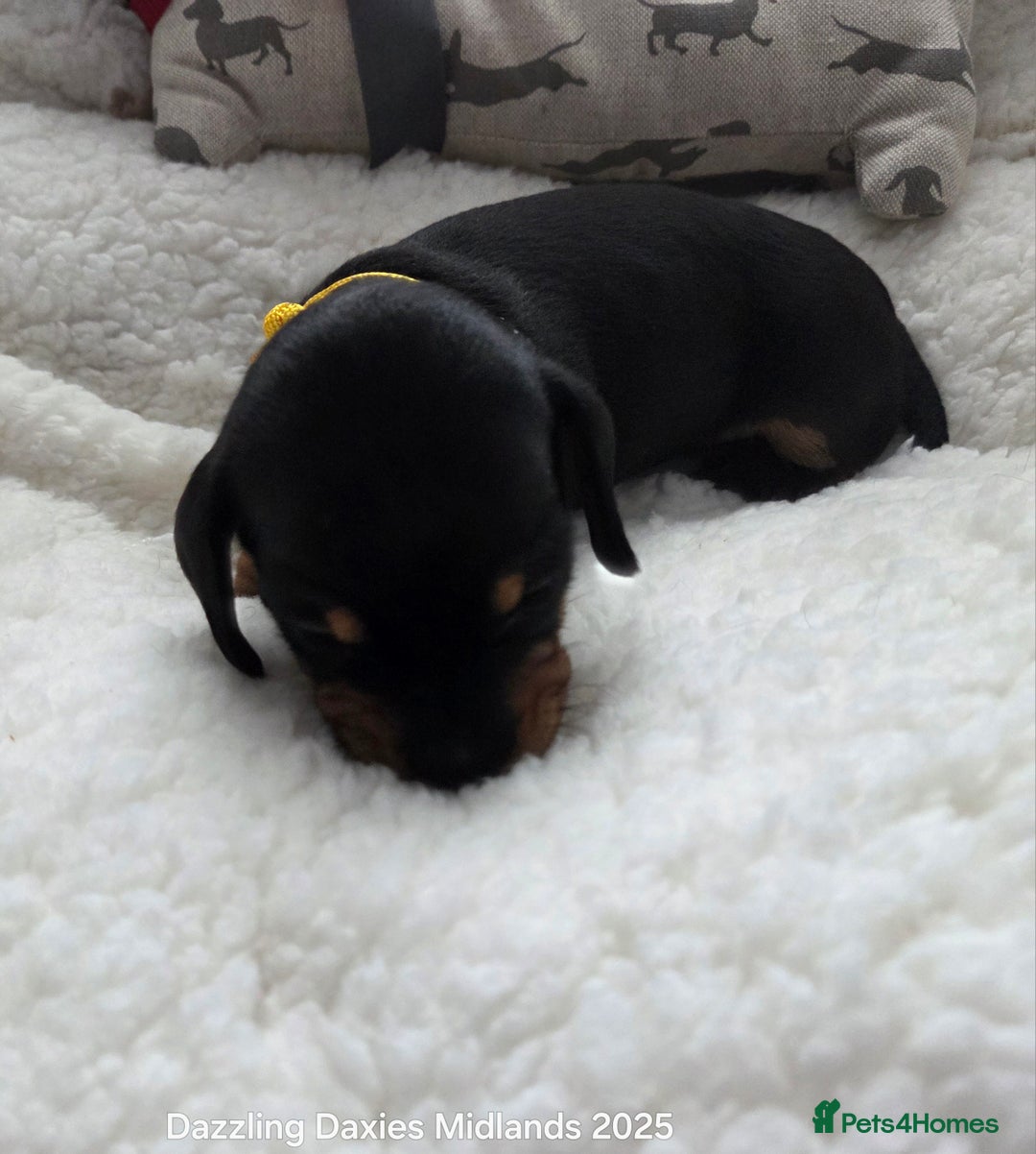 Miniature Dachshund dogs for sale: Shorthaired Minature Daschunds  - Image 26