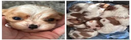 Cavalier King Charles Spaniel dogs for sale: Cavalier king charles boys and girls - Advert 8