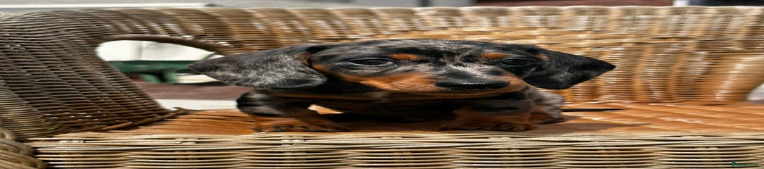 Miniature Dachshund Puppy 2