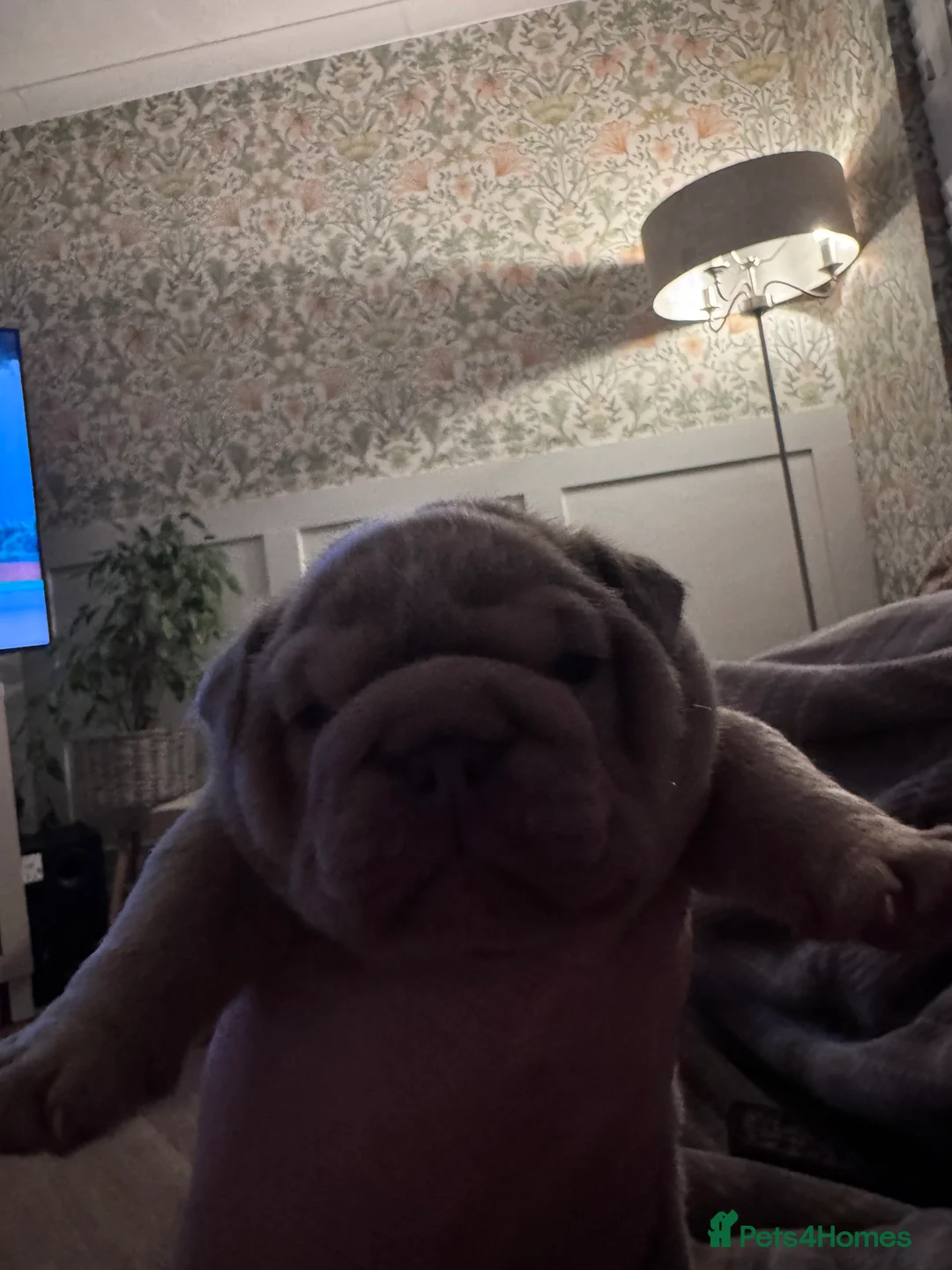 English Bulldog dogs for sale: FULL SUIT ENGLISH BULLDOGS  - Advert 2