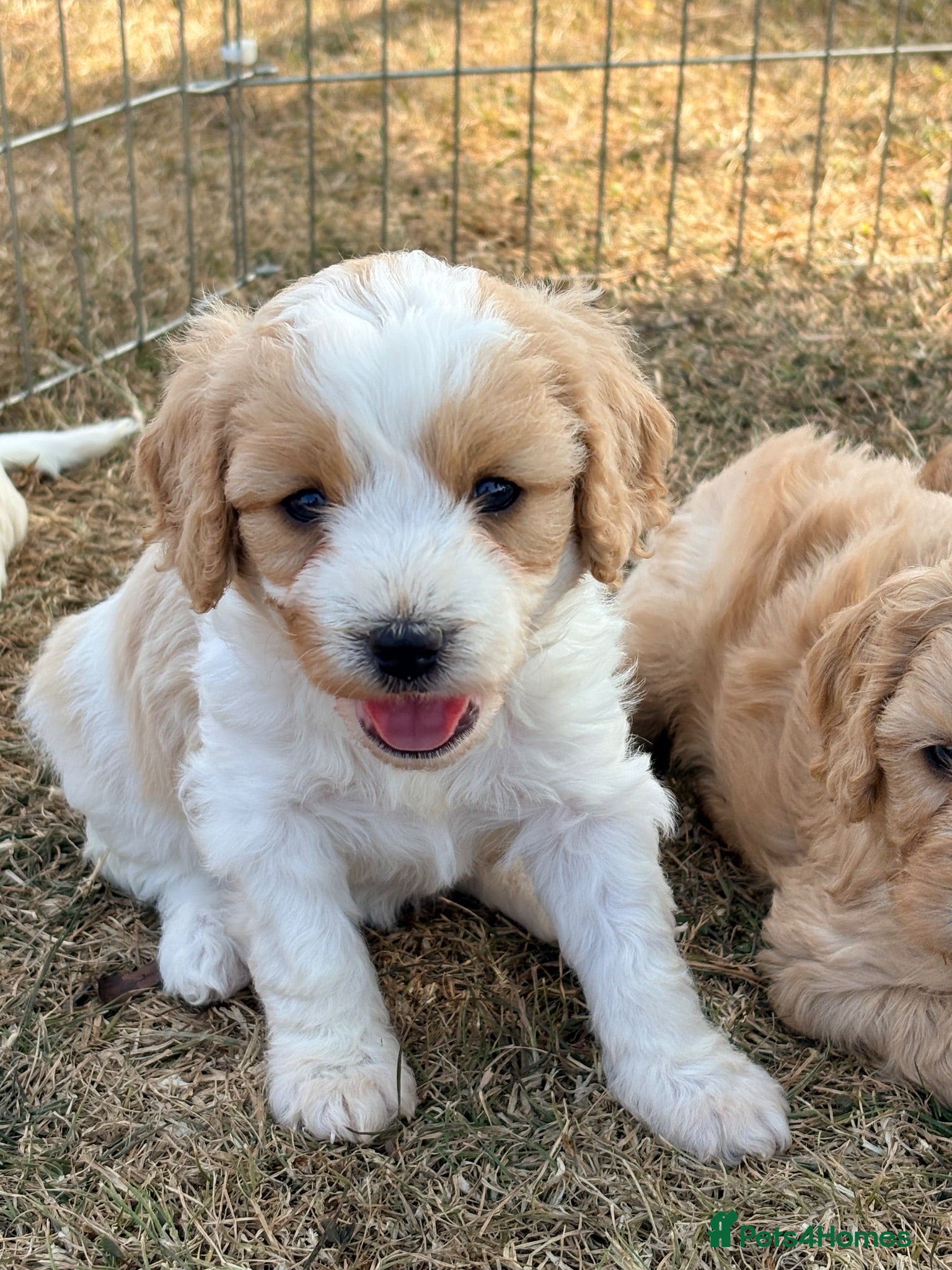Cavapoo dogs Cavapoo puppies - Advert 12