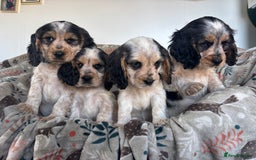 Cocker Spaniel dogs for sale: Show Cocker Spaniel Puppies  - Image 14