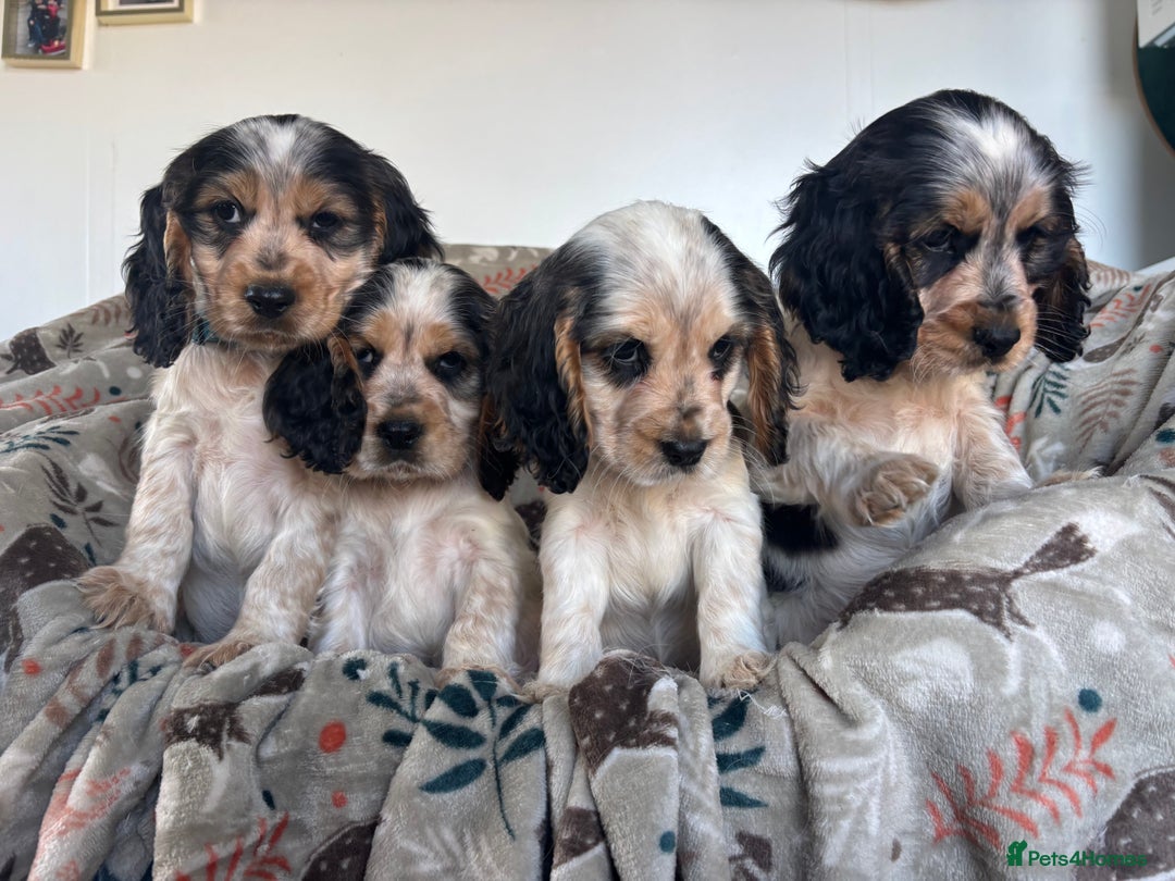 Cocker Spaniel dogs for sale: Show Cocker Spaniel Puppies  - Image 14