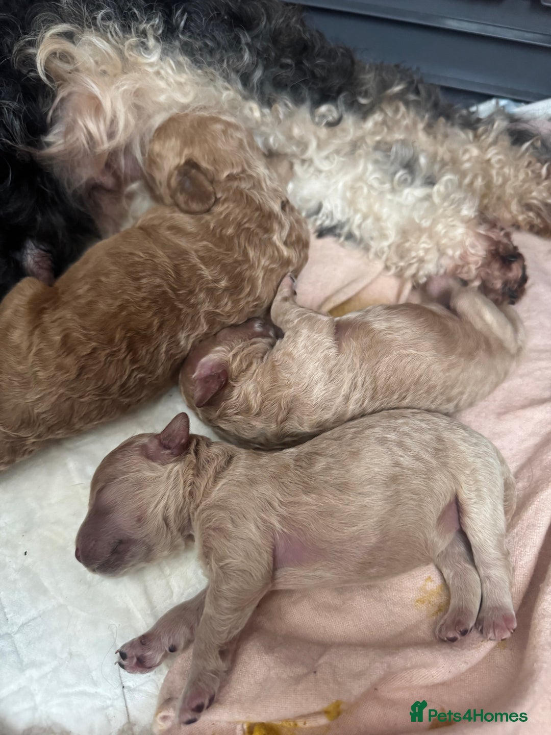 Mixed Breed dogs for sale: Beautiful Miniature Cockapoo - Image 5
