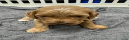 Cockapoo dogs for sale: Beautiful Fully Health Tested Cockapoos  - Advert 8