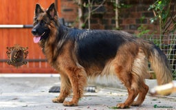 German Shepherd dogs for sale: LONGHAIRED GERMAN SHEPHERD PUPPIES - Image 2