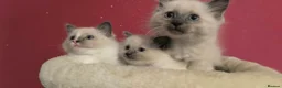 Ragdoll cats for sale: Ragdoll kittens - Advert 16