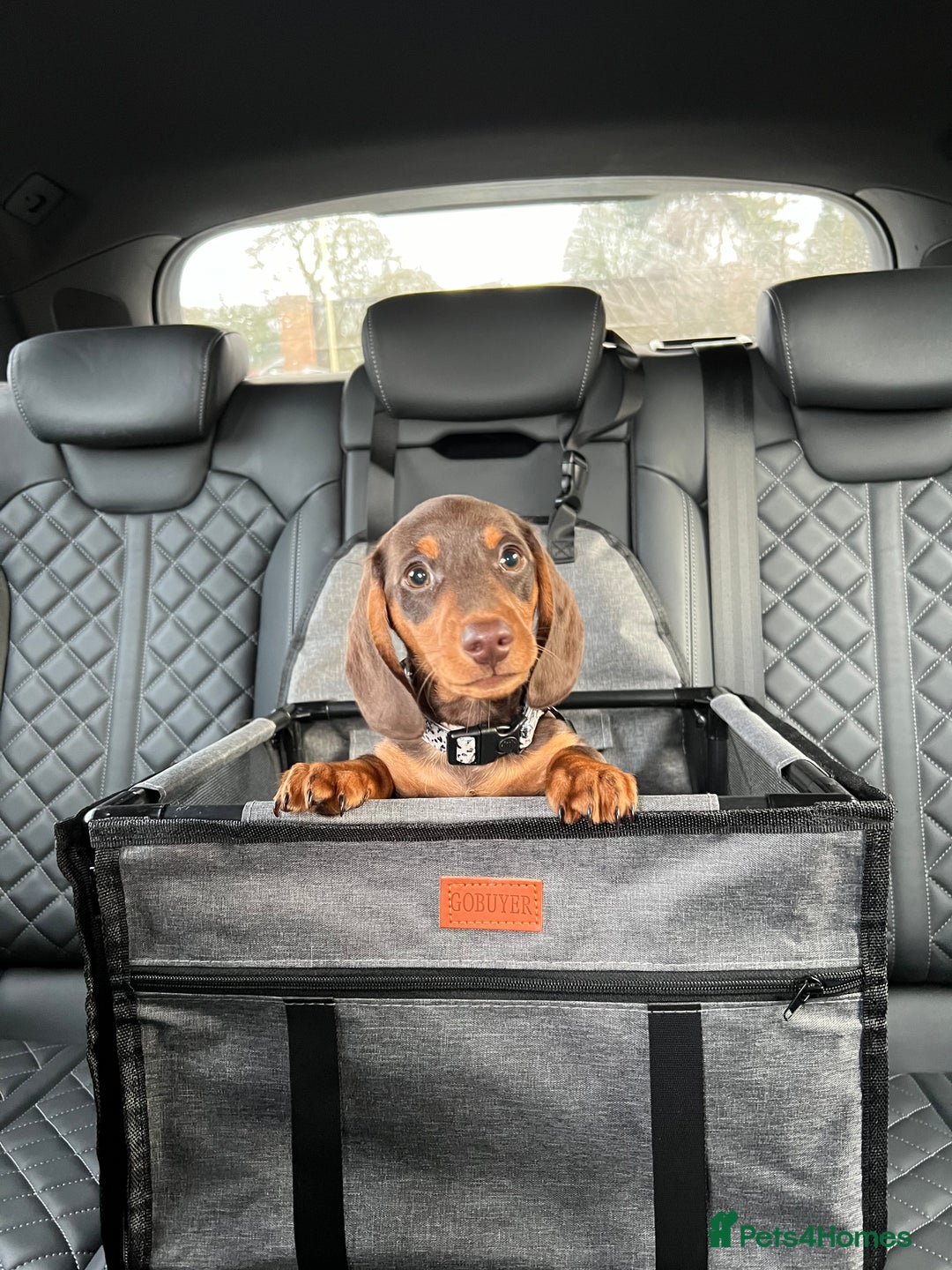 Miniature Dachshund dogs for stud: KC reg Mini Chocolate & tan STUD,Proven,PRA clear - Image 11