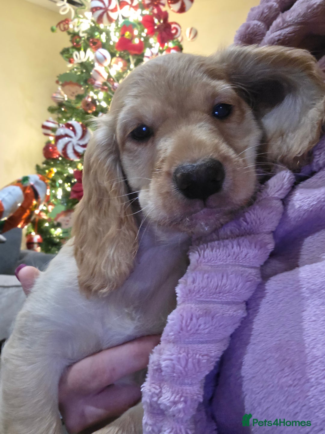 Cocker Spaniel dogs for sale: Working Cocker Spaniel Puppies - Advert 3