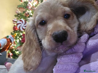 Cocker Spaniel dogs Working Cocker Spaniel Puppies - Advert 4