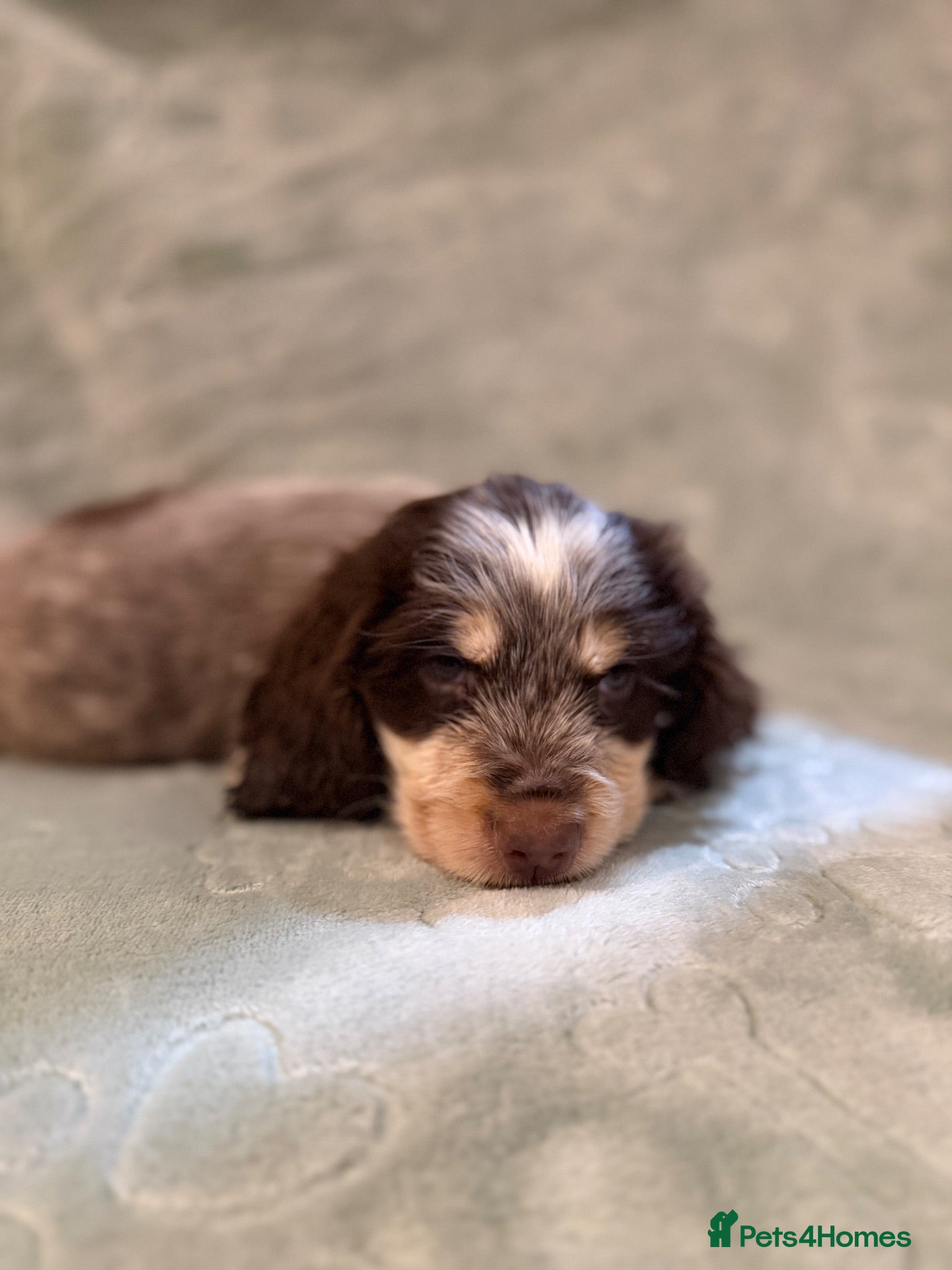 Cocker Spaniel dogs 1 boy💙 remaining - KC show cocker spaniels🩷 - Advert 3