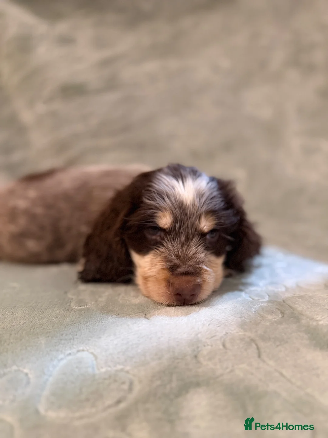 Cocker Spaniel dogs for sale: KC Show type boy💙 READY NOW - Advert 2