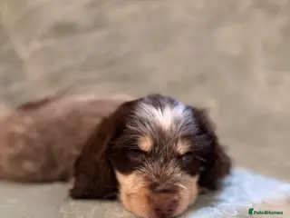 Cocker Spaniel dogs 1 boy💙 remaining - KC show cocker spaniels🩷 - Advert 3