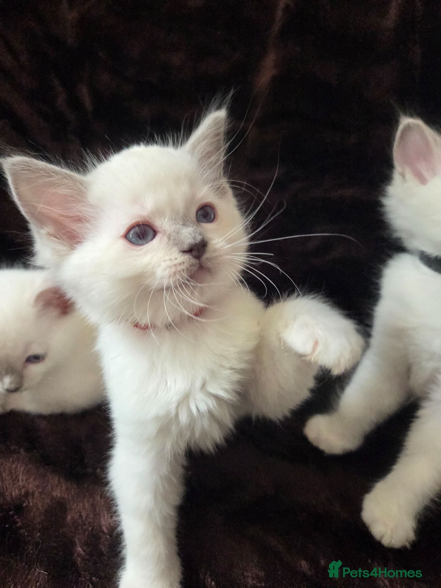 Ragdoll cats  🏆GCCF REG. EXTENSIVELY TESTED RAGDOLL KITTENS 🌟 - Advert 2