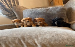 Cockapoo dogs for sale: Beautiful cockapoo - Image 5
