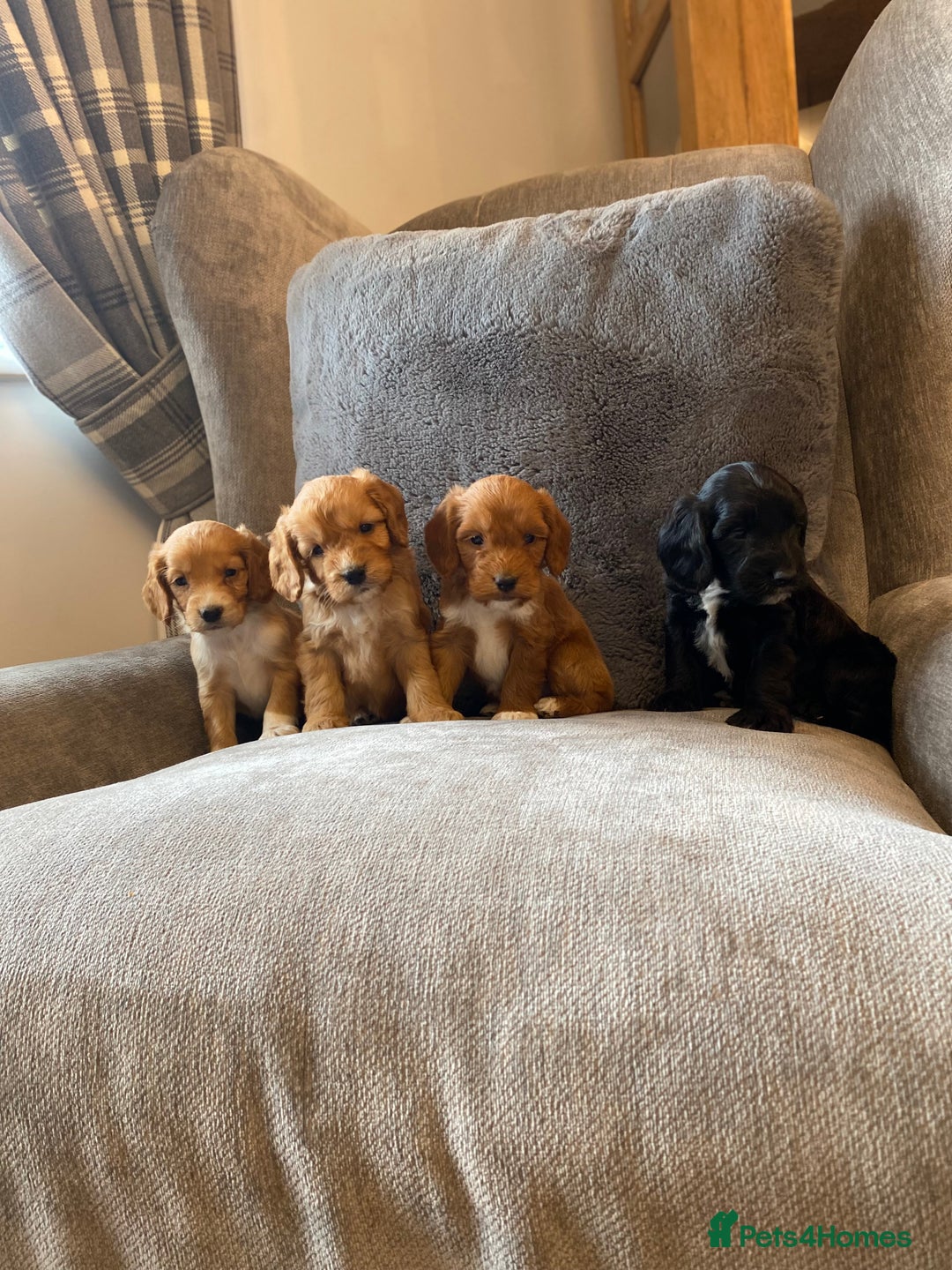 Cockapoo dogs for sale: Beautiful cockapoo - Image 5