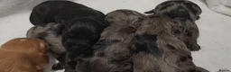 Cocker Spaniel dogs for sale: Cocker spaniel pups!  - Advert 15