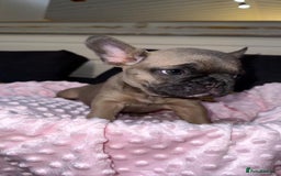French Bulldog dogs for sale: French buldogs - Image 6
