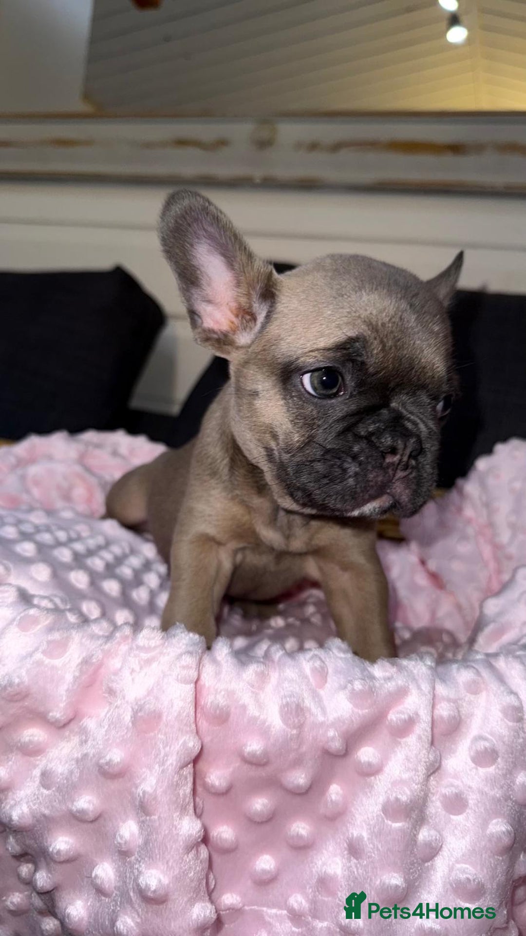 French Bulldog dogs for sale: French buldogs - Image 6