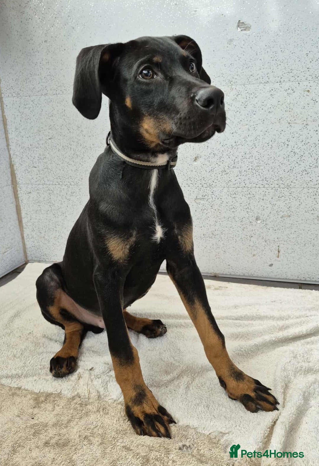 Dobermann dogs for sale: Gorgeous male pup - Image 1