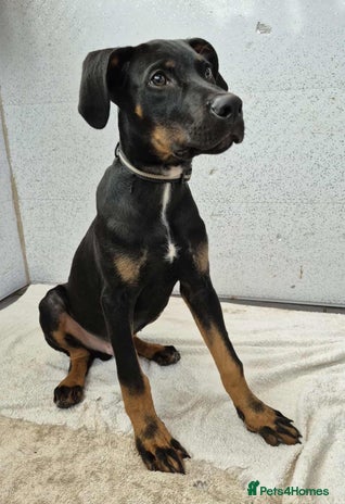 Dobermann dogs - Advert 9