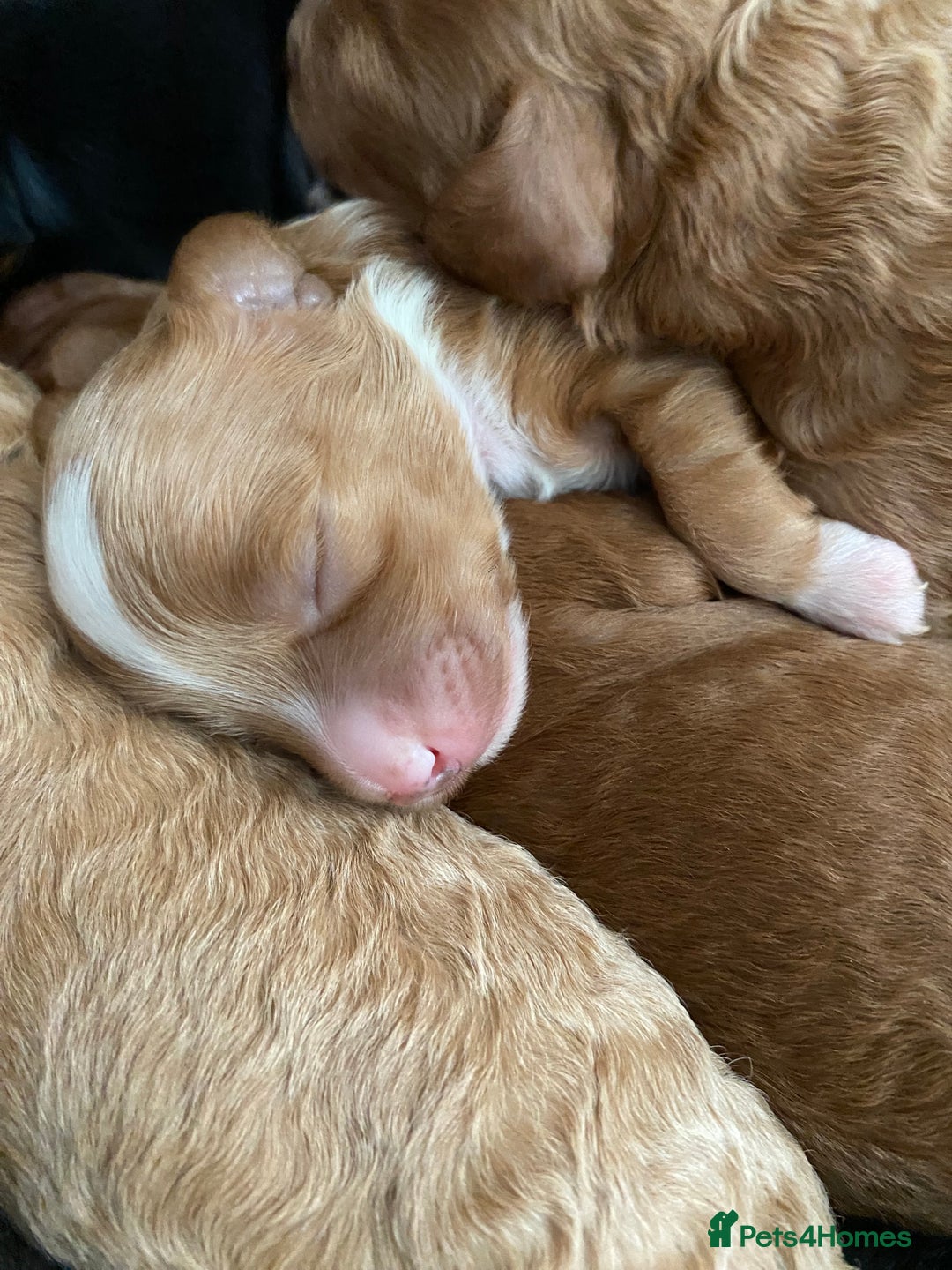 Cockapoo dogs for sale: F1b cockapoo video call viewings available  - Advert 13