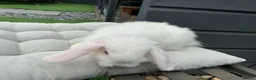 Mini Lop rabbits for sale: Beautiful mini lops in Poole - Advert 3