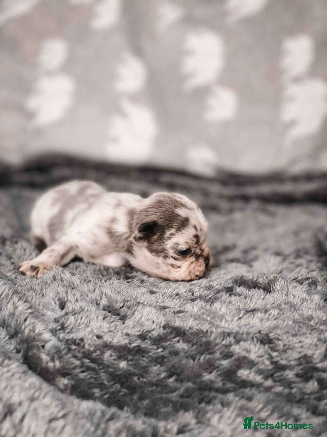 French Bulldog dogs for sale: French Bulldogs - Image 3